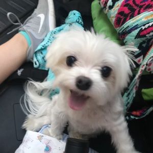 Meet your Posher, Elizabeth